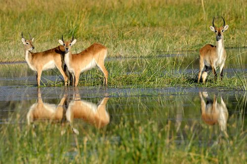 Moremi Game Reserve (Botswana) - Antilopes s'abreuvant  dans le secteur de Xakanaxa(VO-25-0956 B.jpg)